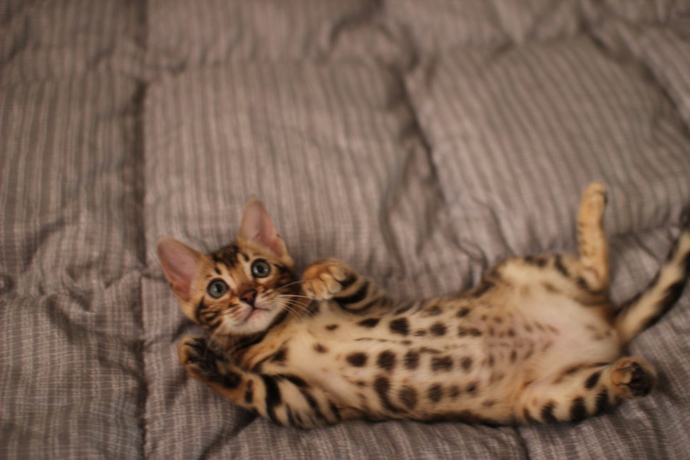 뱅갈고양이분양 장군이,아롱이, 탑식이~ 관련 이미지 8