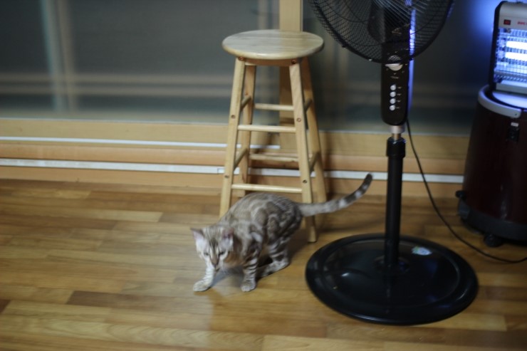 실밍크 뱅갈고양이 킹이예요~~ 관련 이미지 1