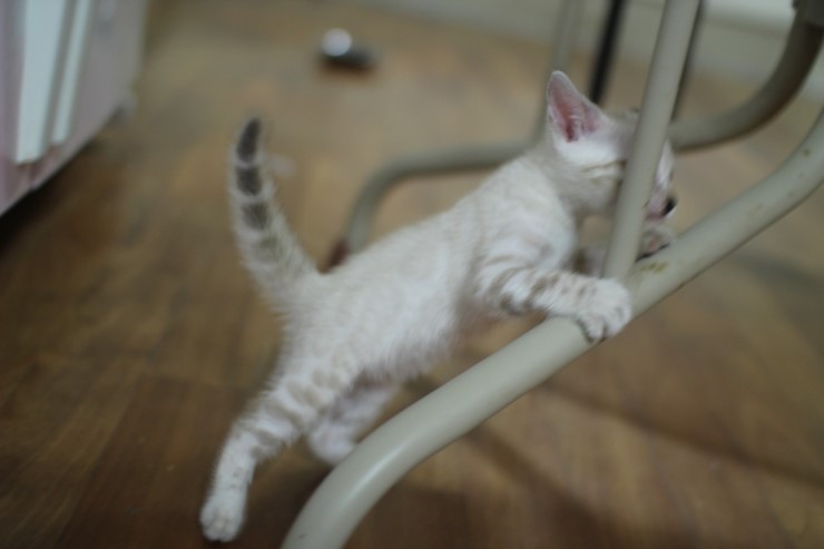 하얀 눈꽃송이 스노우뱅갈고양이 꼬맹이 여아예요 관련 이미지 3