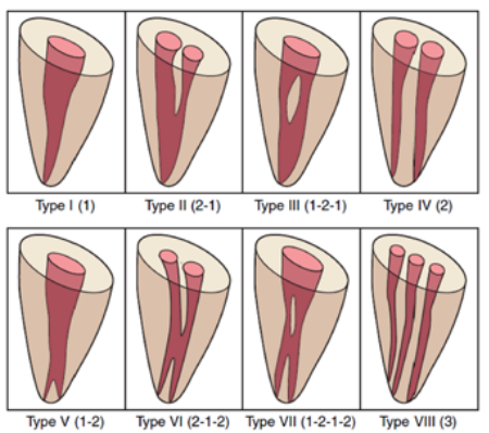 연세위시치과 여상호 대표원장이 알려주는 신경치료의 중요성(feat. 치과보존과 전문의) 관련 이미지 6