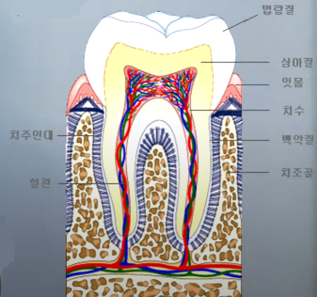 마곡 치과 넘어짐 으로 인한 앞니 치아 끝 살짝 깨짐, 증상에 따라 치료 방법이 달라집니다. 레진 수복 케이스 관련 이미지 1