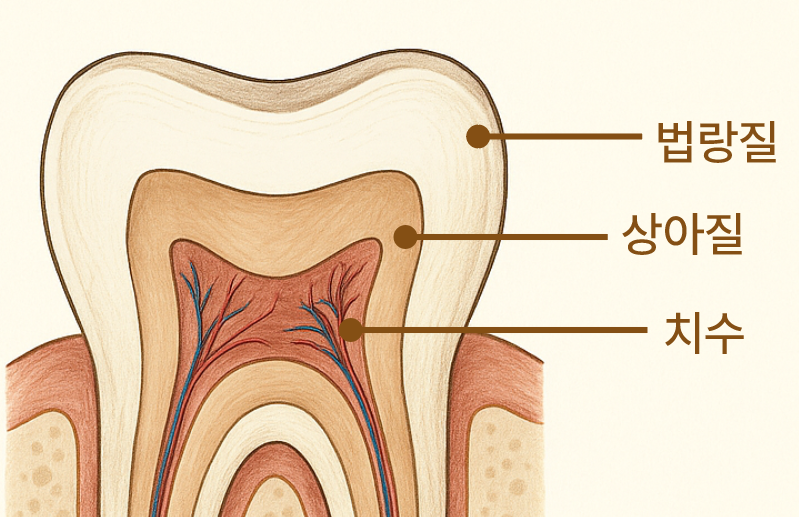 연세위시치과 여상호 대표원장이 알려주는 신경치료의 중요성(feat. 치과보존과 전문의) 관련 이미지 3