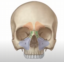 마곡역 치과 임플란트 식립 수술 시 필요한 상악동 거상술 종류 관련 이미지 1