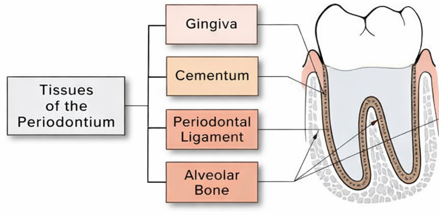 Causes of Tooth Loss Explained Through the Structure of Periodontal Tissues at Ujangsan Station Dental Clinic image 1