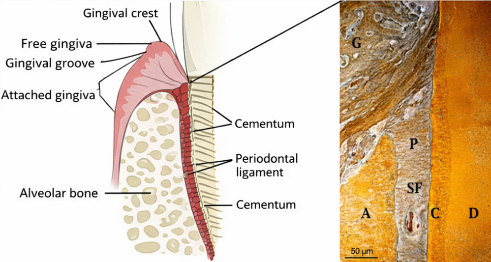 Causes of Tooth Loss Explained Through the Structure of Periodontal Tissues at Ujangsan Station Dental Clinic image 3