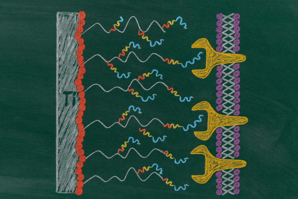 발치 후 임플란트 식립 시기 마곡동 치과 전문의 알려드립니다. 관련 이미지 1