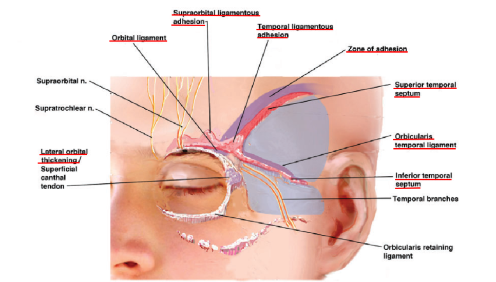 내시경 이마거상(Endoscopic forehead lift)에 대하여 성형외과 전문의가 알려드립니다. 관련 이미지 6