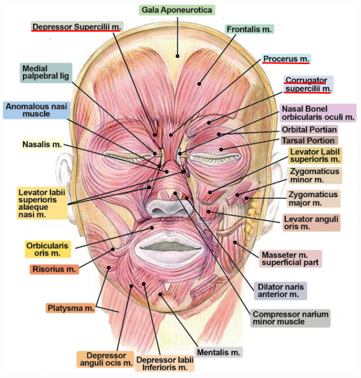 내시경 이마거상(Endoscopic forehead lift)에 대하여 성형외과 전문의가 알려드립니다. 관련 이미지 7