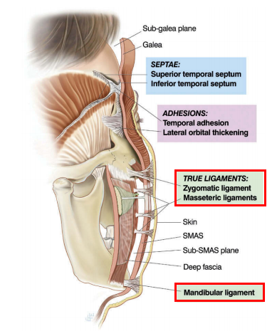 안면거상(Face lift, Rhytidectomy)에 대하여 성형외과 전문의가 알려드립니다. 관련 이미지 7