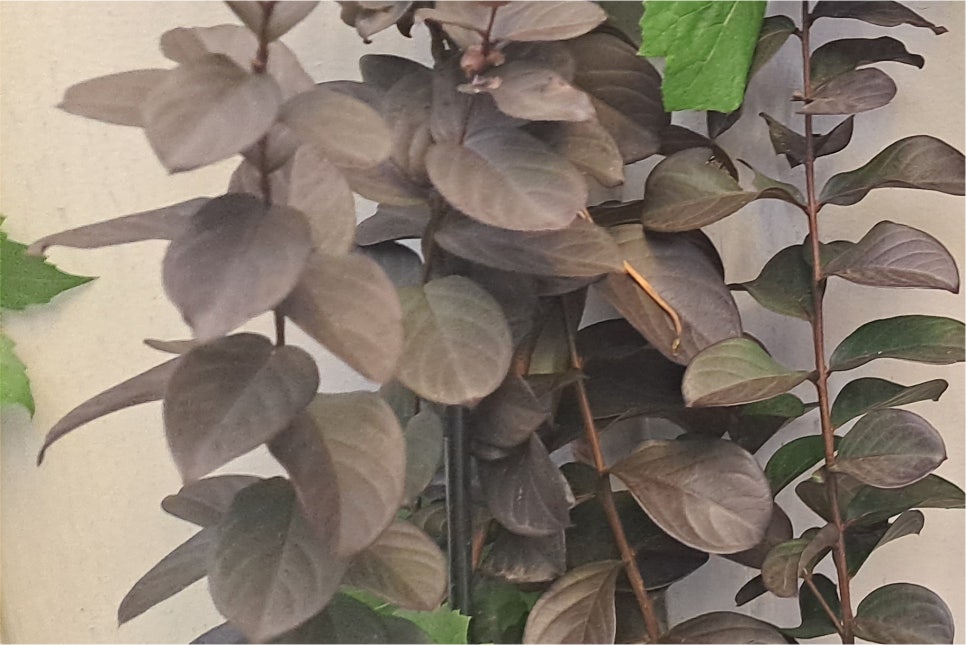 눈밑 하안검수술비용 동안으로 개선되기 위해서 관련 이미지 21