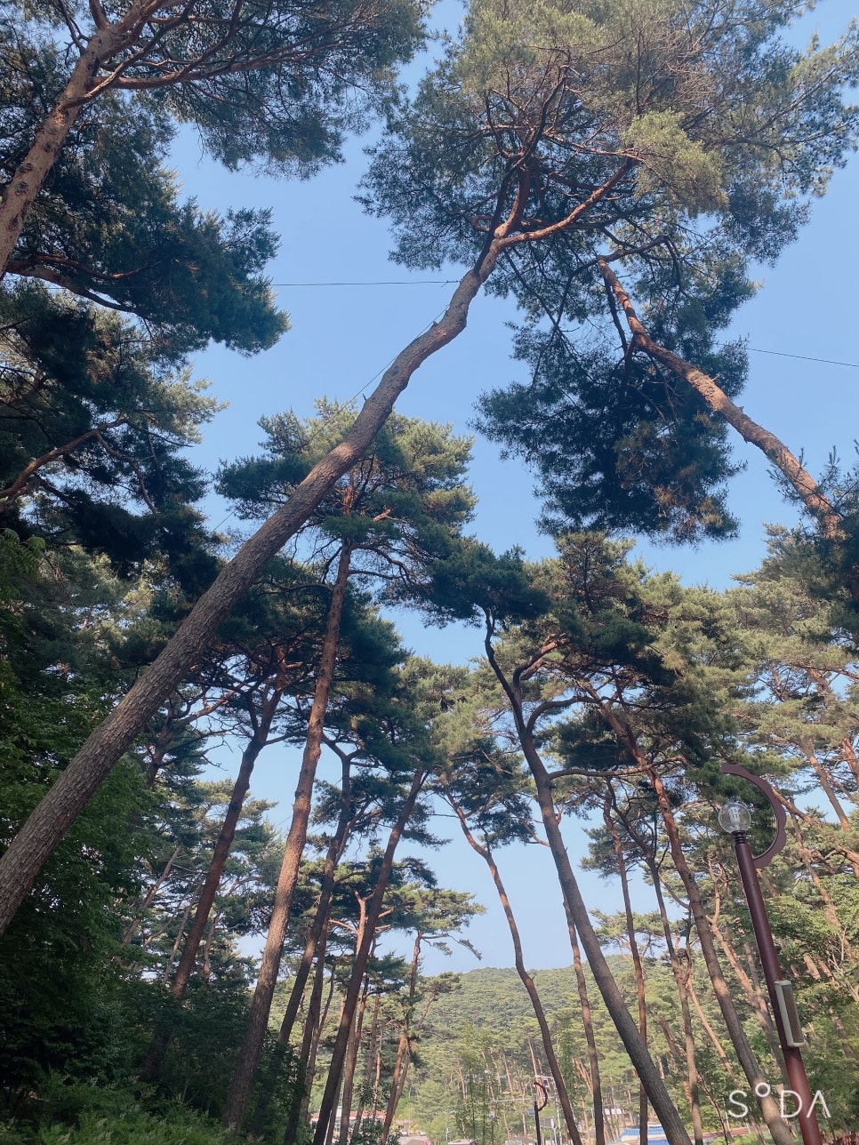 힐링하기 좋은 태안 안면도 수목원 그리고 운여해변 관련 이미지 4