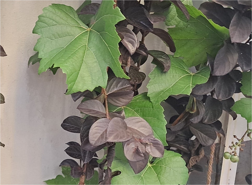 눈밑 하안검수술비용 동안으로 개선되기 위해서 관련 이미지 22
