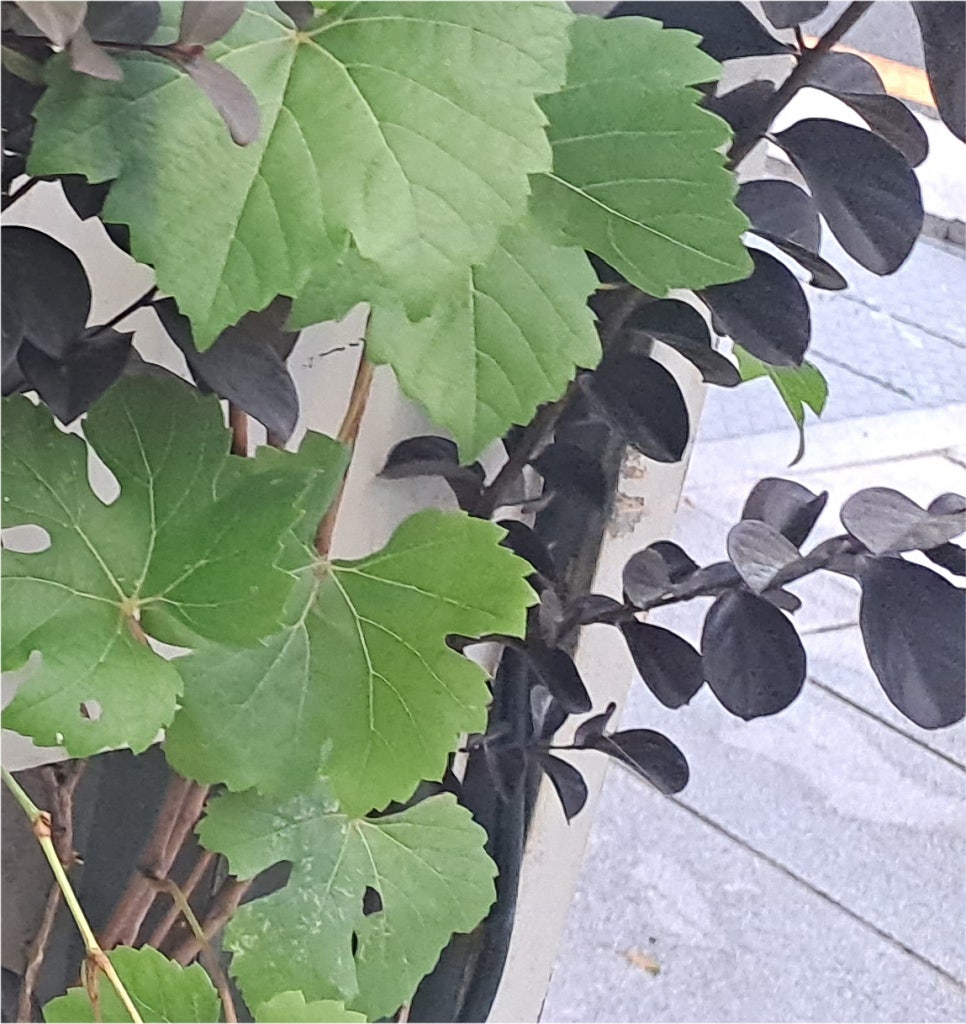 눈매교정가격 체크해야 할 정보는 관련 이미지 22