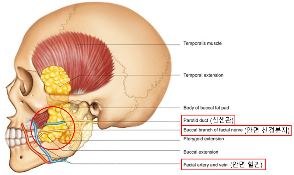 앞볼 지방과 심부볼 지방을 리프팅하는 딥미니거상 관련 이미지 6