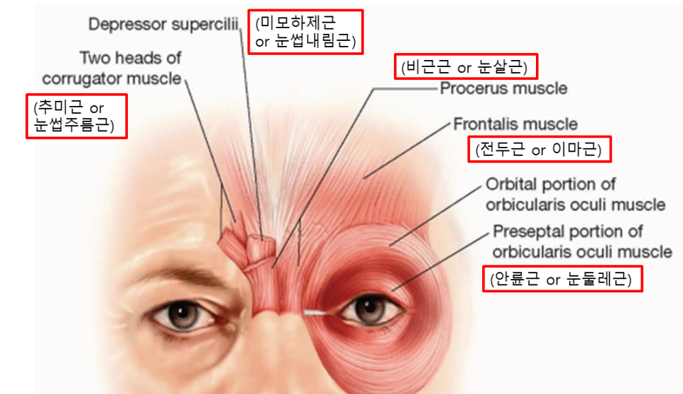콧등 가로주름과 이마거상에서 중요한 고정포인트 관련 이미지 2