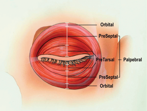 Under-Eye Fat Repositioning and Aegyo-Sal Fat Grafting image 1