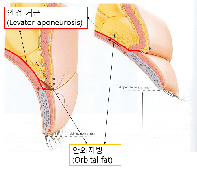 배우 관련 이미지 5
