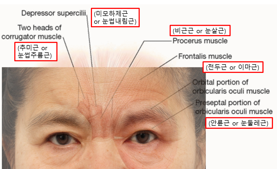 보톡스 맞으면 되는데, 이마거상은 왜 하나요? 관련 이미지 1