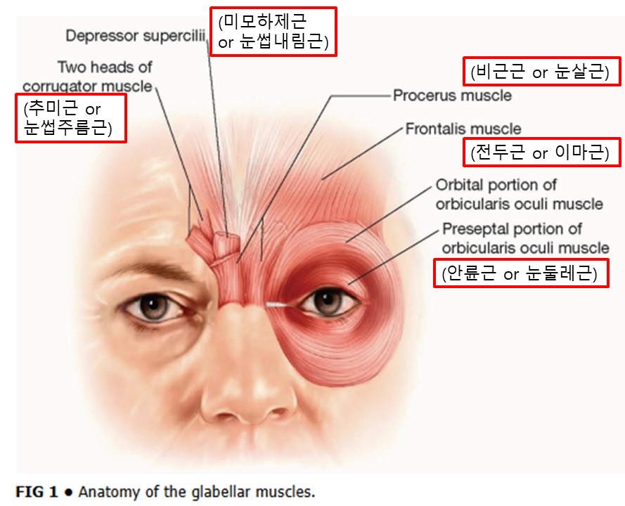 Endoscopic Forehead Lift for a Smooth Forehead image 1