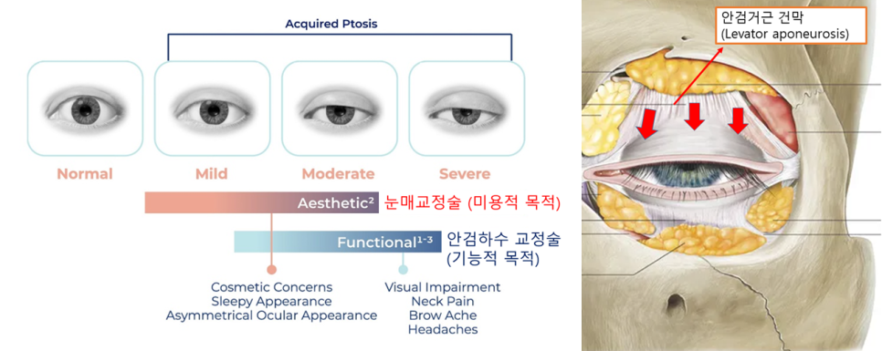 배우 관련 이미지 9