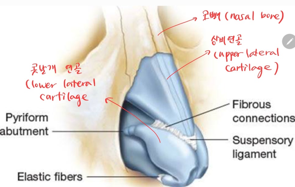 The Aging Process of the Nose and Midlife Rhinoplasty image 2