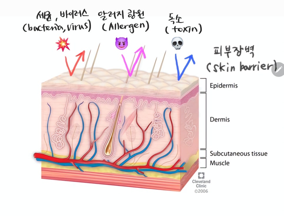 피부장벽을 통과하는 적절한 스킨부스터 시술 관련 이미지 1