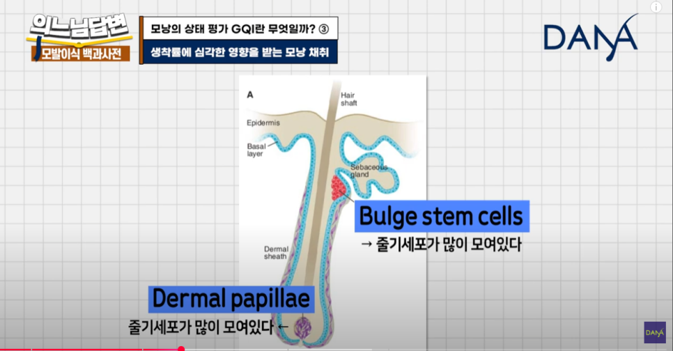 Evaluation Criteria for Hair Follicles at Dana Plastic Surgery image 5