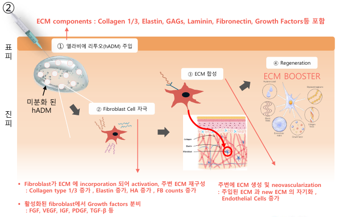 신사 엘라비에리투오 피부 겉이 아닌 속부터 개선하는 스킨부스터 관련 이미지 5