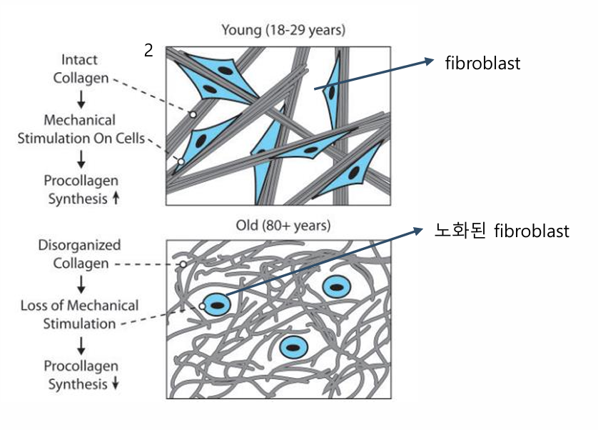 Natural Facial Volume: The Principles and Treatment Effects of Radiesse at Lifton image 1
