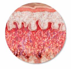 Restylane Vital Light Explained by a Dermatology Specialist image 4