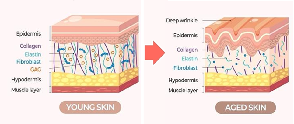 Gangnam Skin Booster: A Customized Solution for Each Skin Condition, Explained by a Dermatology Specialist image 8