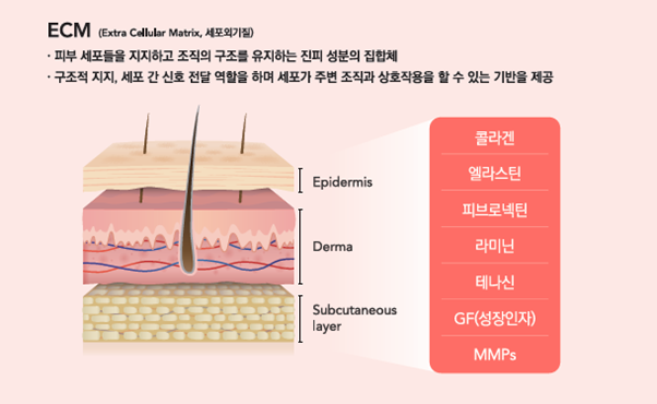 Lifton Dermatology APS KOREA 2026 Re2O Conference Presentation image 8