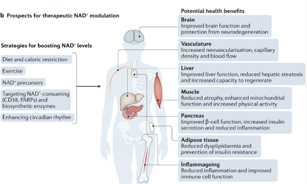 NAD+ 수액, 피부 컨디션이 무너졌을 때 리프톤 NAD+ 리커버리 케어 관련 이미지 5