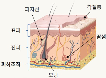 Lifting to Address Both Inner and Outer Skin Elasticity: Ultanium Lifting (Ulthera + Titanium) image 2