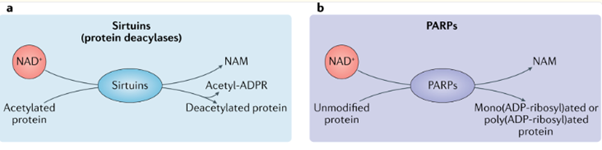 NAD+ 수액, 피부 컨디션이 무너졌을 때 리프톤 NAD+ 리커버리 케어 관련 이미지 2