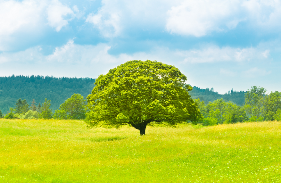 까치산치과, 전체임플란트로 잃어버린 치아를 되찾으세요. 관련 이미지 10