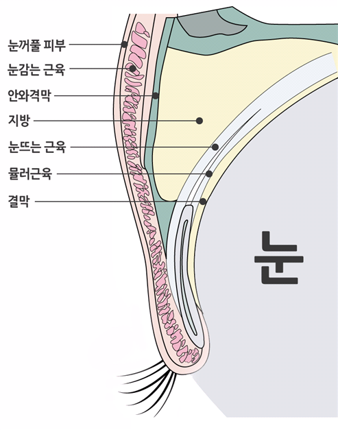 안병준의 쌍꺼풀 지침서 07_눈꺼풀의 해부학 구조. 관련 이미지 1