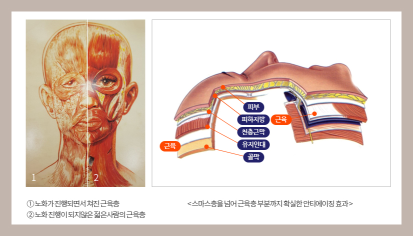 JW Garden’s Various Youthful Lifting Treatments! Which Lifting Type Is Right for My Age? image 18