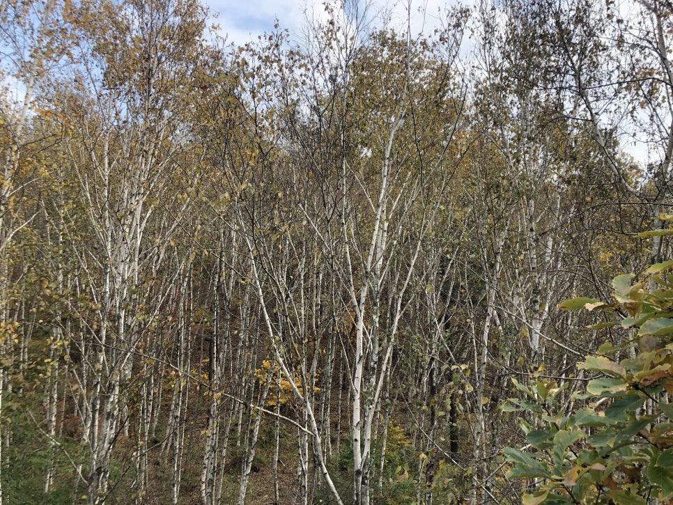[Gwangju Cafe] A Place with a Charming Birch Forest View: Honest Review of Cafe in Sinhyeon-ri in Gwangju, Gyeonggi-do image 3