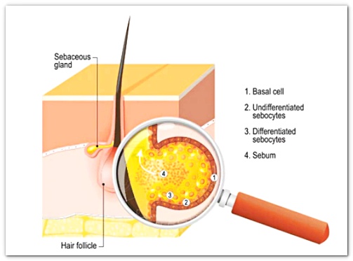 Seokchon Station Dermatology Treatment: What Are the Methods for Pore Elasticity and Sebum Control? image 5