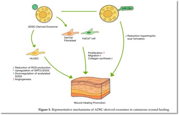 Why Is Exosome Effective for Pore Reduction? image 4