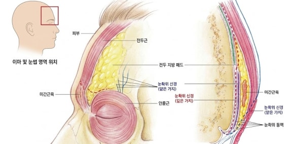 잠실 리쥬란 이마에도 놓는 곳을 찾는다면? 관련 이미지 3