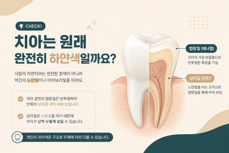 중곡역치과 치아가 누렇게 보이는 이유는? 원인부터 개선 방법까지 관련 이미지 2