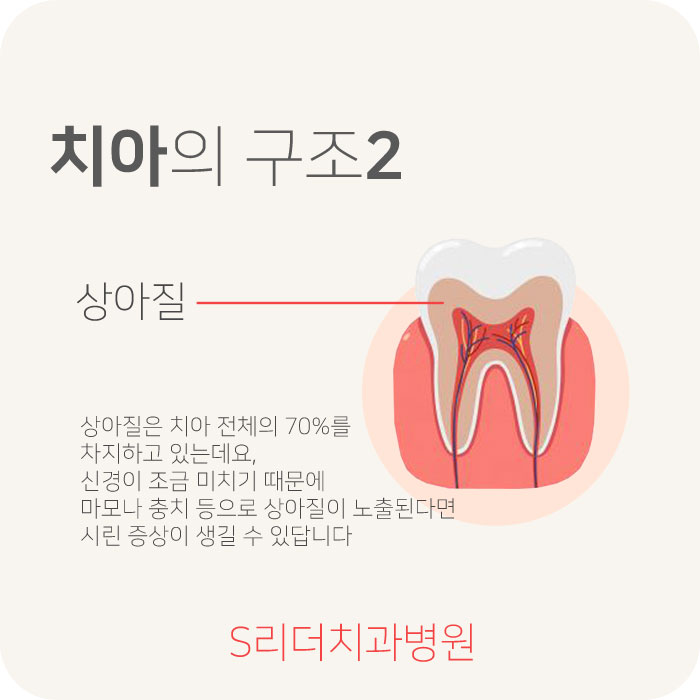 광진구치과잘하는곳에서 알려드리는 치아의구조 관련 이미지 3