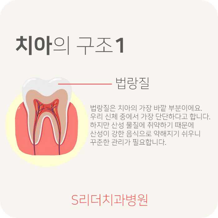 광진구치과잘하는곳에서 알려드리는 치아의구조 관련 이미지 2