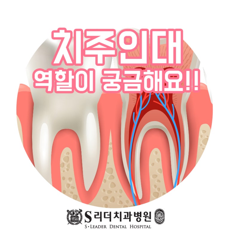 건대입구치과 치주인대 역할과 중요성에 대해 관련 이미지 1