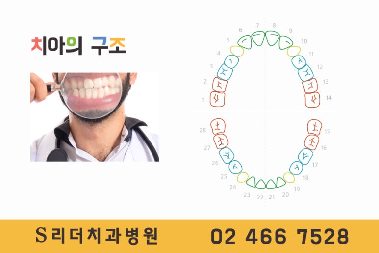앞니임플란트 몇개를 심어야할까? 관련 이미지 2