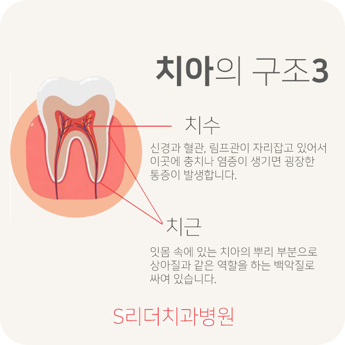 광진구치과잘하는곳에서 알려드리는 치아의구조 관련 이미지 4