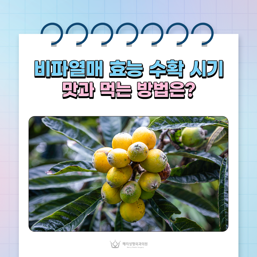 Loquat Fruit Benefits, Harvest Season, Taste, and How to Eat It image 1