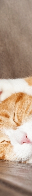 Cold Compress vs. Warm Compress: How Should You Treat a Bruise? image 10
